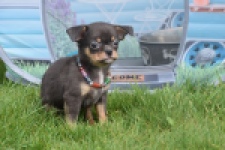 Chihuahua (reu) 63203