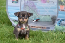 Chihuahua (reu) 63203