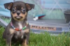 Chihuahua (reu) 63203