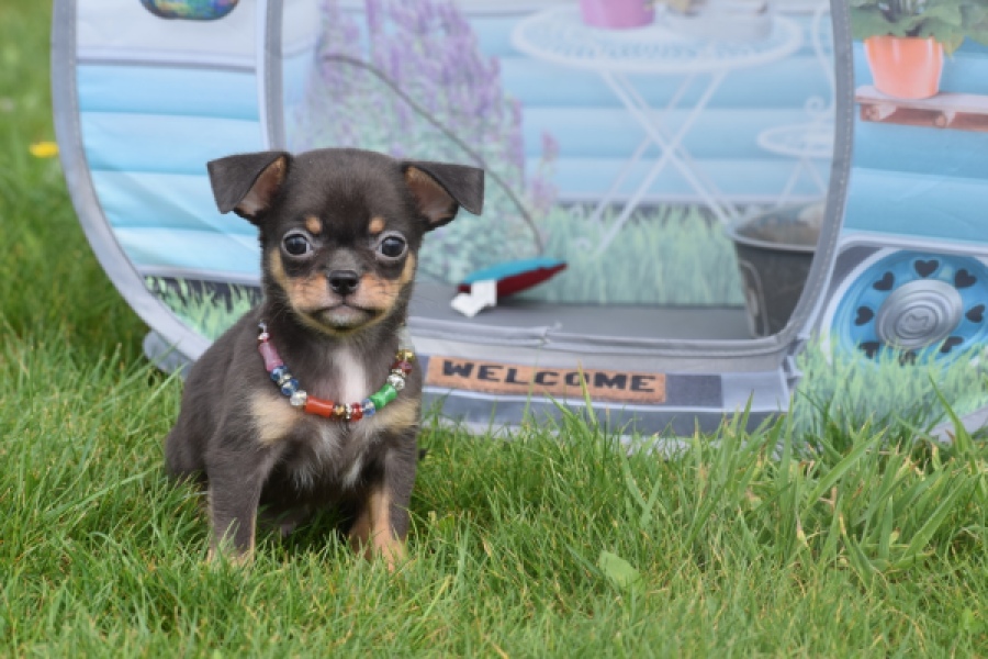 Chihuahua (reu) 63203