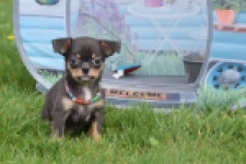 Chihuahua (reu) 63203