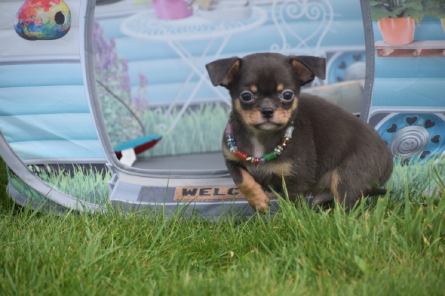 Chihuahua (reu) 63203