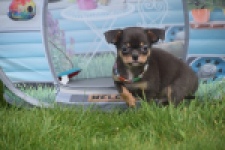 Chihuahua (reu) 63203