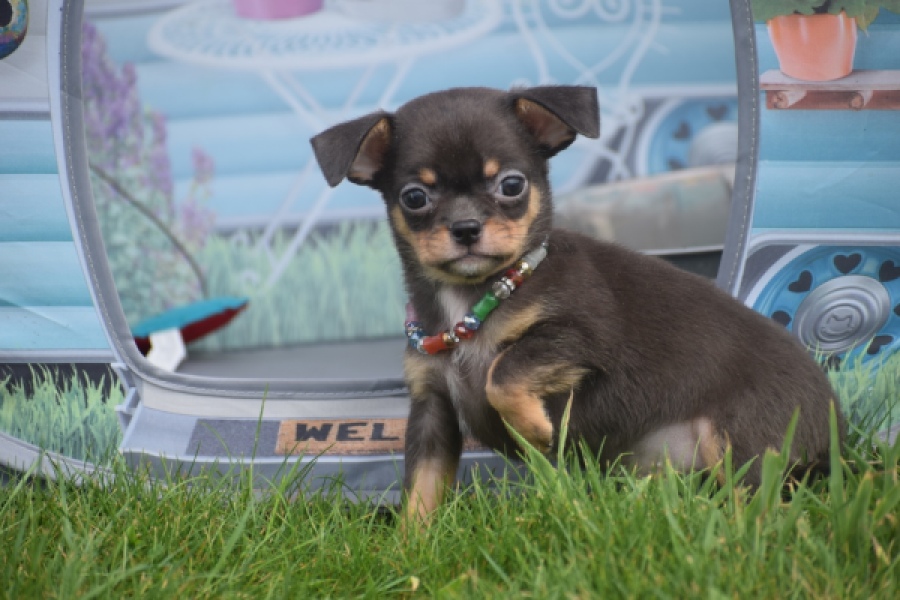 Chihuahua (reu) 63203