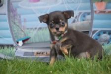 Chihuahua (reu) 63203