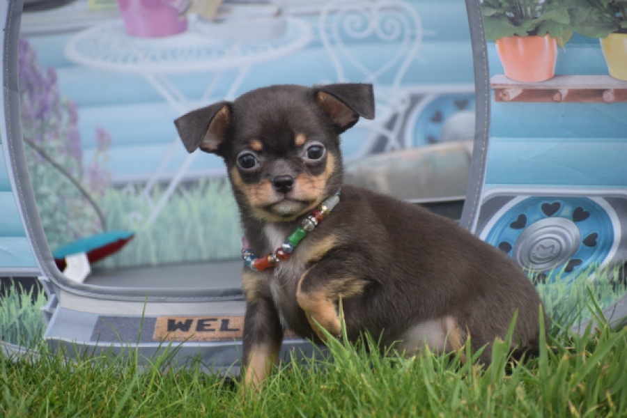 Chihuahua (reu) 63203