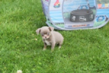 Chihuahua (reu) 63041