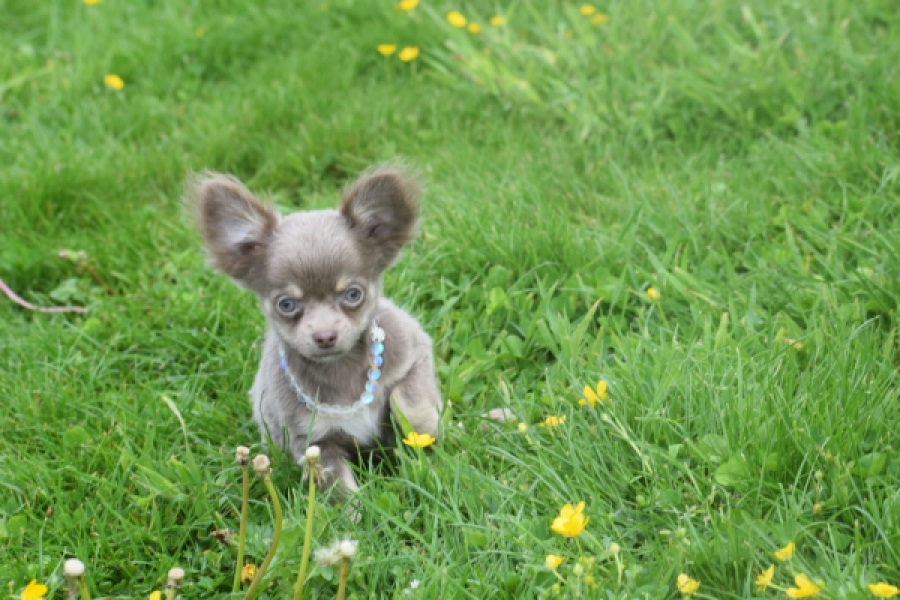Chihuahua (reu) 02442