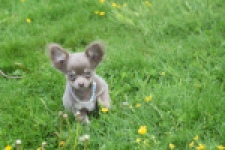 Chihuahua (reu) 02442