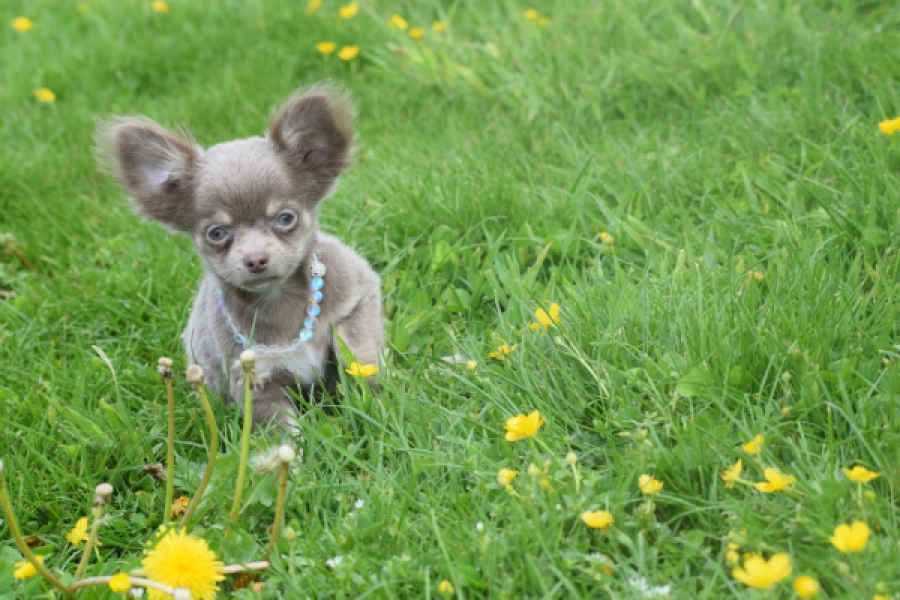 Chihuahua (reu) 02442