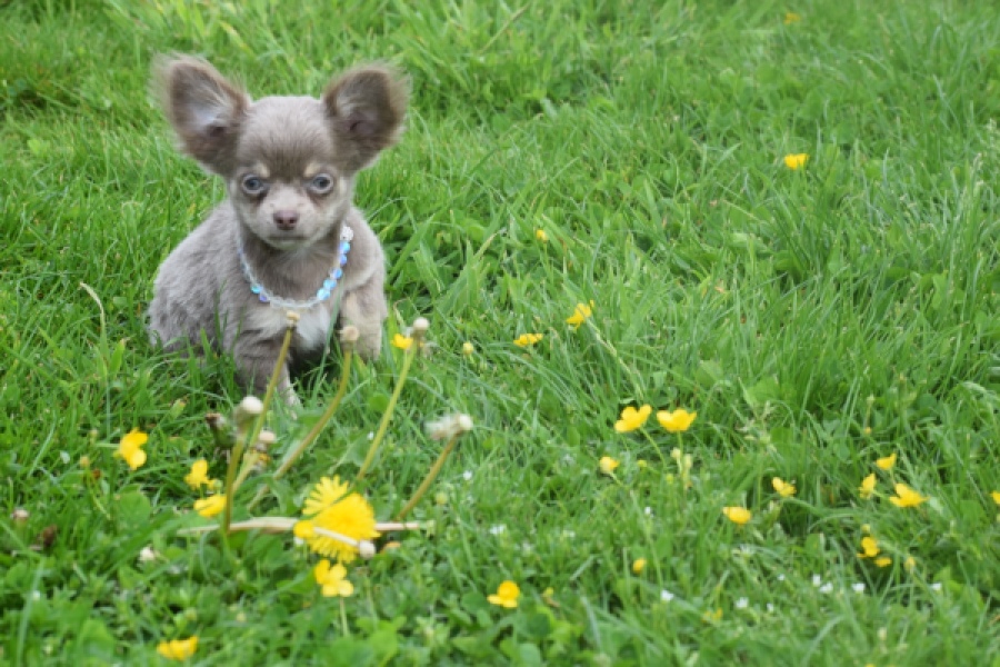 Chihuahua (reu) 02442