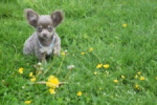 Chihuahua (reu) 02442