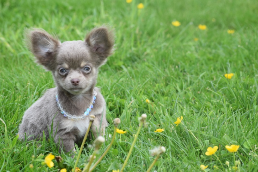 Chihuahua (reu) 02442