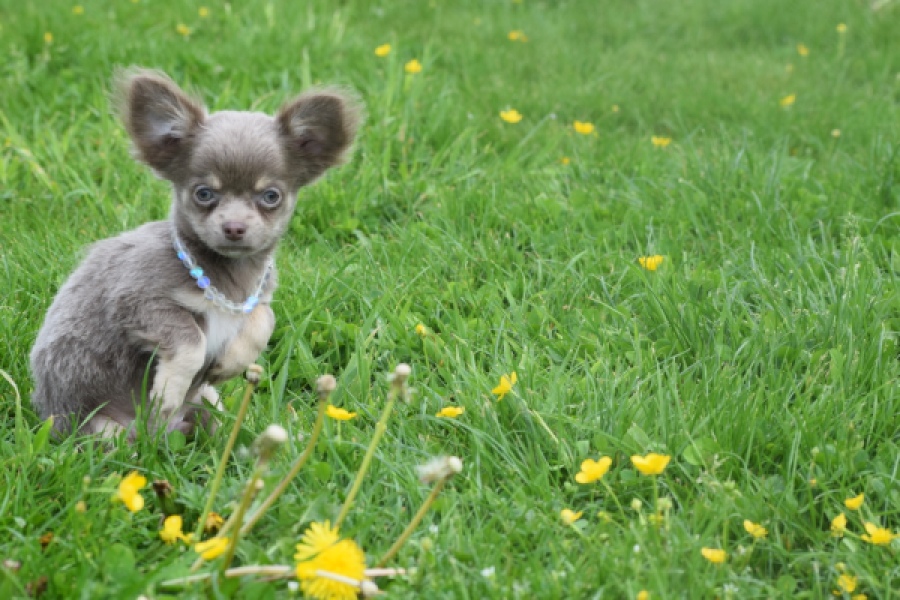 Chihuahua (reu) 02442
