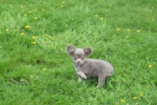Chihuahua (reu) 02442