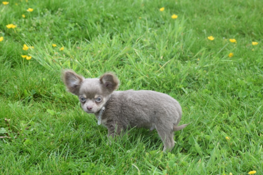Chihuahua (reu) 02442