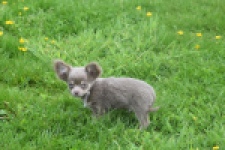 Chihuahua (reu) 02442