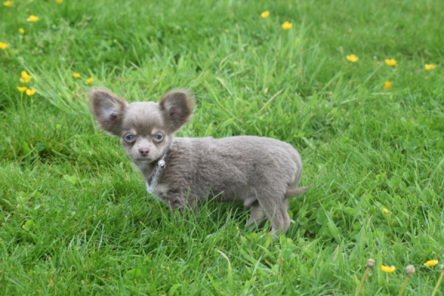 Chihuahua (reu) 02442
