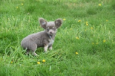 Chihuahua (reu) 02442