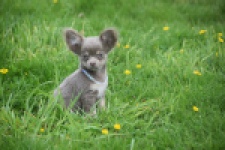 Chihuahua (reu) 02442