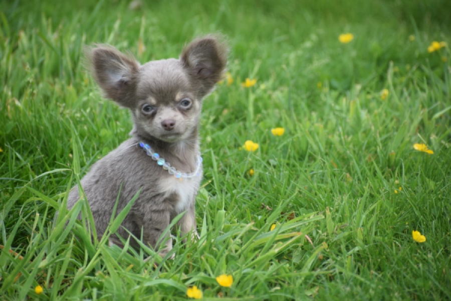 Chihuahua (reu) 02442