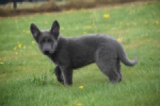 Duitse herder (teef) 25384