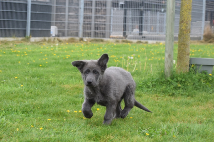 Duitse herder (teef) 25384