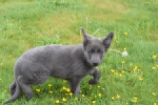 Duitse herder (teef) 25384