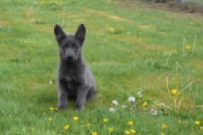 Duitse herder (teef) 25384