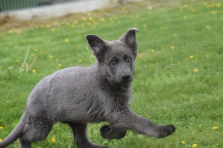 Duitse herder (teef) 25384