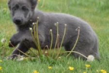Duitse herder (teef) 25384