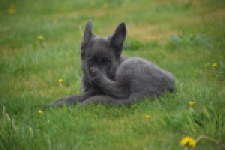 Duitse herder (teef) 25384