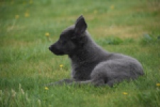 Duitse herder (teef) 25384
