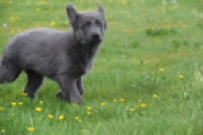 Duitse herder (teef) 25384