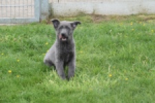 Duitse herder (teef) 25378