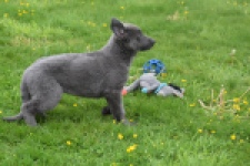 Duitse herder (teef) 25378