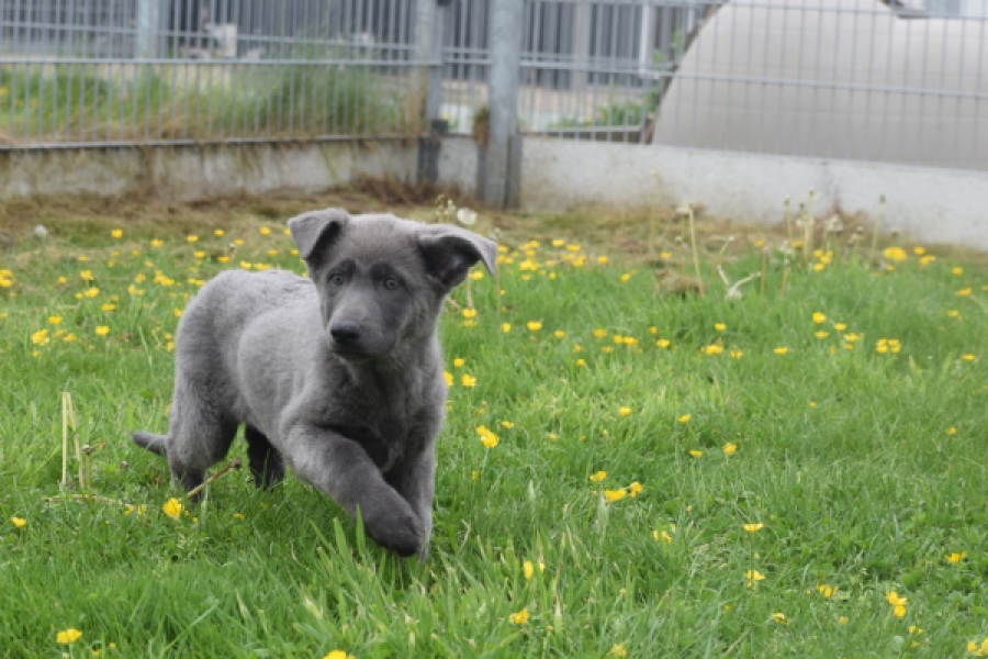 Duitse herder (teef) 25378