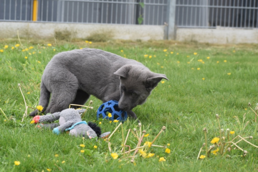 Duitse herder (teef) 25378