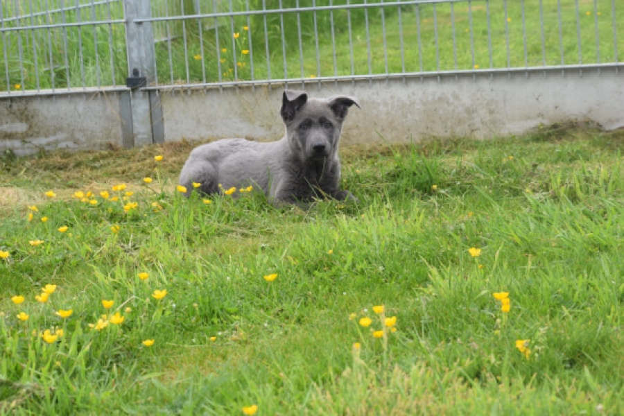 Duitse herder (teef) 25378