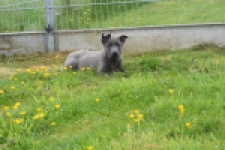 Duitse herder (teef) 25378