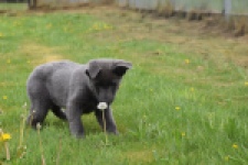 Duitse herder (teef) 25378