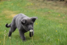 Duitse herder (teef) 25378