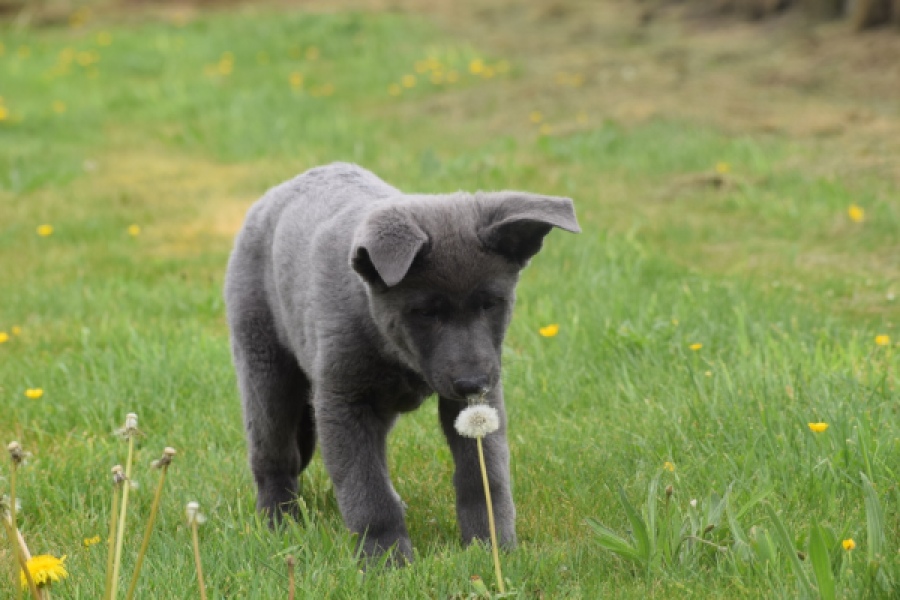Duitse herder (teef) 25378