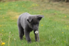 Duitse herder (teef) 25378