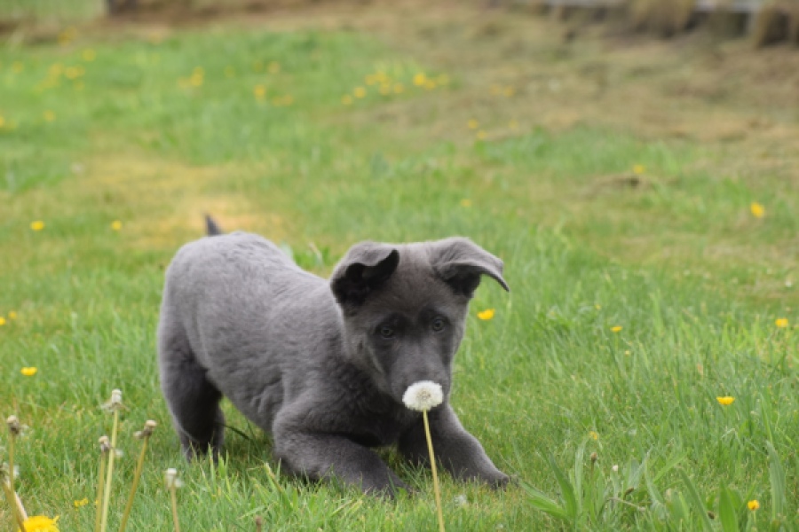 Duitse herder (teef) 25378