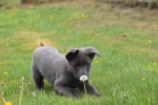 Duitse herder (teef) 25378