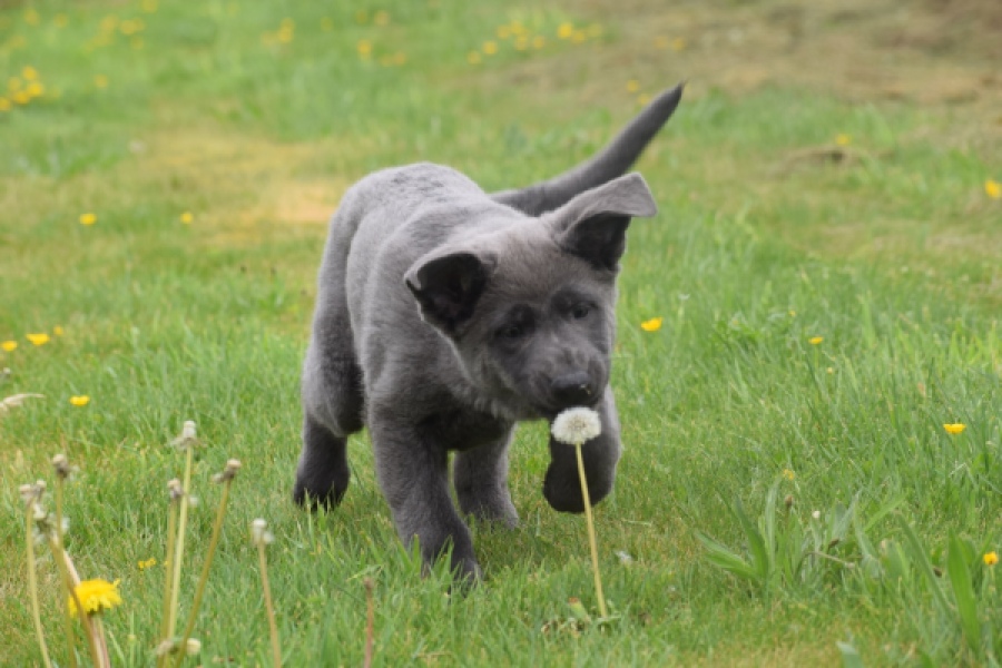 Duitse herder (teef) 25378