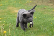 Duitse herder (teef) 25378