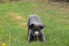 Duitse herder (teef) 25378