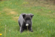 Duitse herder (teef) 25378
